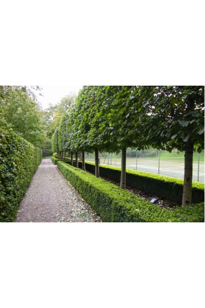 Липа широколиста